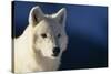 White Gray Wolf-DLILLC-Stretched Canvas