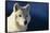White Gray Wolf-DLILLC-Framed Stretched Canvas