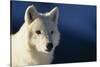 White Gray Wolf-DLILLC-Stretched Canvas