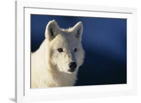 White Gray Wolf-DLILLC-Framed Photographic Print