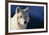 White Gray Wolf-DLILLC-Framed Photographic Print