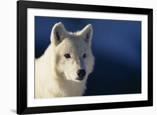 White Gray Wolf-DLILLC-Framed Photographic Print