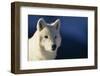 White Gray Wolf-DLILLC-Framed Photographic Print