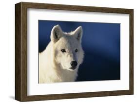 White Gray Wolf-DLILLC-Framed Photographic Print