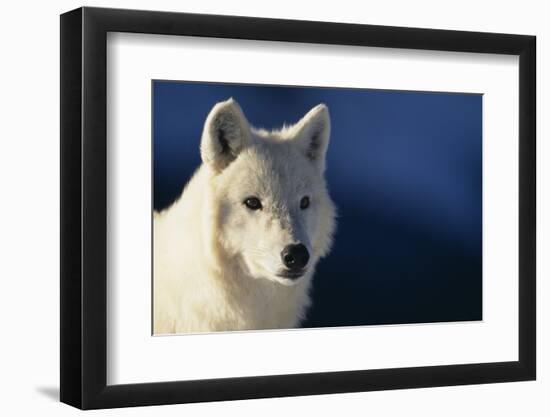 White Gray Wolf-DLILLC-Framed Photographic Print