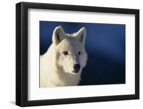 White Gray Wolf-DLILLC-Framed Photographic Print