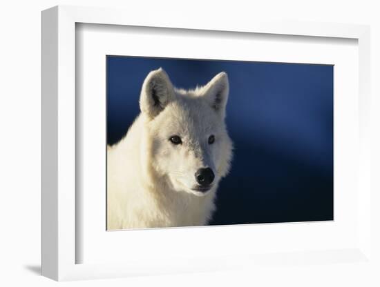 White Gray Wolf-DLILLC-Framed Photographic Print