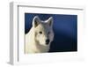 White Gray Wolf-DLILLC-Framed Photographic Print