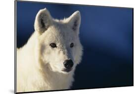 White Gray Wolf-DLILLC-Mounted Photographic Print