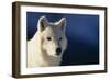 White Gray Wolf-DLILLC-Framed Photographic Print