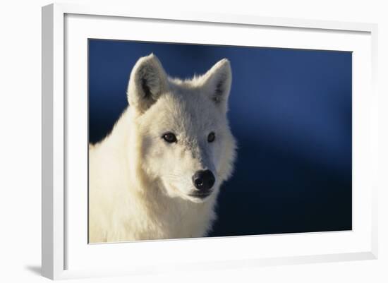 White Gray Wolf-DLILLC-Framed Photographic Print