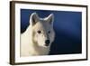 White Gray Wolf-DLILLC-Framed Photographic Print