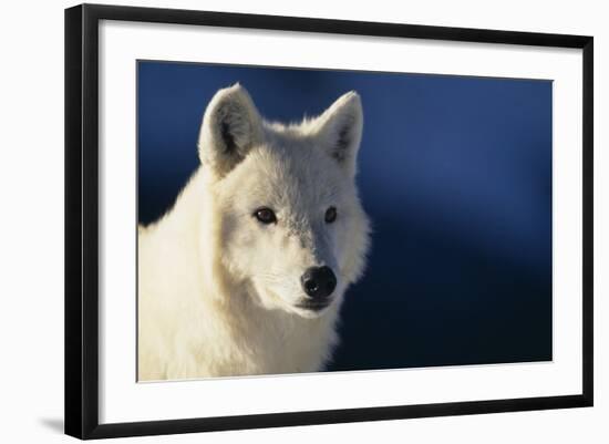 White Gray Wolf-DLILLC-Framed Photographic Print