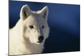 White Gray Wolf-DLILLC-Mounted Photographic Print