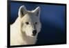 White Gray Wolf-DLILLC-Framed Photographic Print