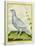 White Grouse-Georges-Louis Buffon-Stretched Canvas
