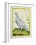 White Grouse-Georges-Louis Buffon-Framed Giclee Print