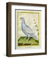 White Grouse-Georges-Louis Buffon-Framed Giclee Print