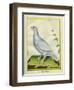 White Grouse-Georges-Louis Buffon-Framed Giclee Print