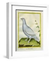 White Grouse-Georges-Louis Buffon-Framed Giclee Print