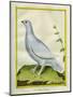 White Grouse-Georges-Louis Buffon-Mounted Giclee Print