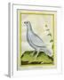 White Grouse-Georges-Louis Buffon-Framed Giclee Print