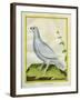 White Grouse-Georges-Louis Buffon-Framed Giclee Print