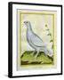 White Grouse-Georges-Louis Buffon-Framed Giclee Print