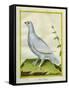 White Grouse-Georges-Louis Buffon-Framed Stretched Canvas