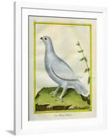 White Grouse-Georges-Louis Buffon-Framed Giclee Print