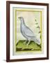 White Grouse-Georges-Louis Buffon-Framed Giclee Print