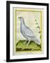 White Grouse-Georges-Louis Buffon-Framed Giclee Print