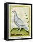 White Grouse-Georges-Louis Buffon-Framed Stretched Canvas