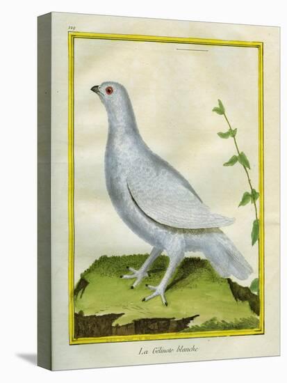 White Grouse-Georges-Louis Buffon-Stretched Canvas