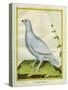 White Grouse-Georges-Louis Buffon-Stretched Canvas