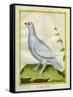 White Grouse-Georges-Louis Buffon-Framed Stretched Canvas