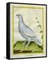 White Grouse-Georges-Louis Buffon-Framed Stretched Canvas