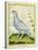 White Grouse-Georges-Louis Buffon-Stretched Canvas