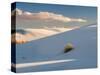 White gypsum dunes with yuccas (Yucca elata), White Sands National Monument, New Mexico, USA-Panoramic Images-Stretched Canvas
