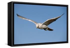 White Gyrfalcon in Flight-W. Perry Conway-Framed Stretched Canvas