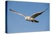 White Gyrfalcon in Flight-W. Perry Conway-Stretched Canvas