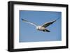 White Gyrfalcon in Flight-W. Perry Conway-Framed Photographic Print