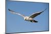 White Gyrfalcon in Flight-W. Perry Conway-Mounted Photographic Print