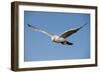 White Gyrfalcon in Flight-W. Perry Conway-Framed Photographic Print