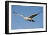 White Gyrfalcon in Flight-W. Perry Conway-Framed Photographic Print