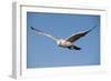 White Gyrfalcon in Flight-W. Perry Conway-Framed Photographic Print