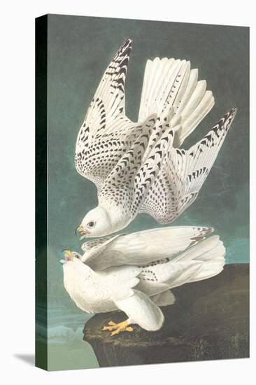 White Gyrfalcon-John James Audubon-Stretched Canvas