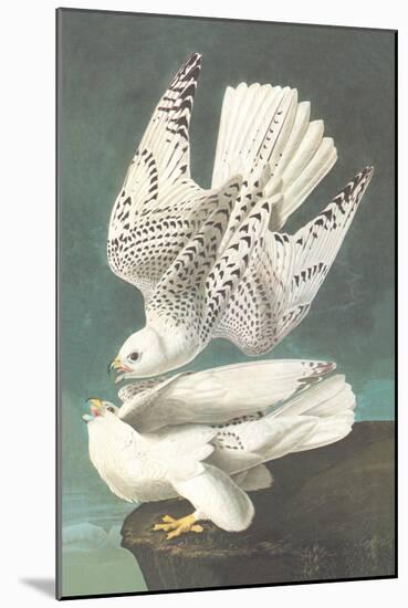White Gyrfalcon-John James Audubon-Mounted Art Print