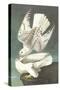 White Gyrfalcon-John James Audubon-Stretched Canvas
