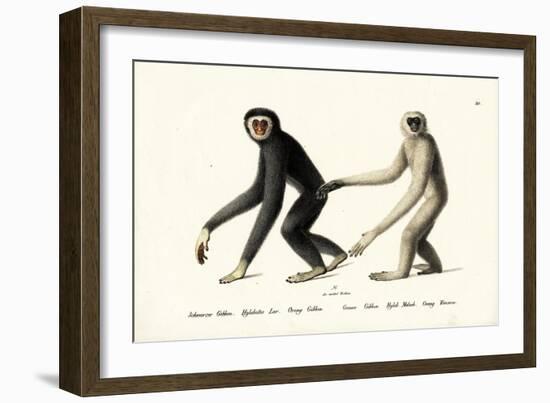 White-Handed Gibbon, 1824-Karl Joseph Brodtmann-Framed Giclee Print